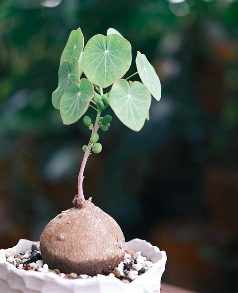 子球是什麼|這位太太愛植物 Kim